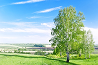 Панорама для окна